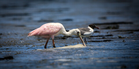 Roseate Spoonbill