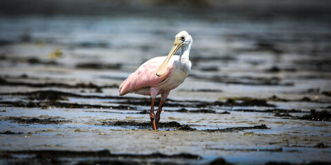 Roseate Spoonbill