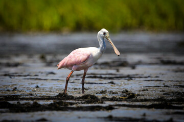 Roseate Spoonbill