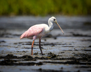 Roseate Spoonbill