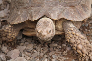 Fototapeta premium The Head of a Large Adult Giant Tortoise.