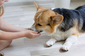 Little happy girl feeding a cute puppy with dry food. The girl leads a sustainable lifestyle and is in good mental health.