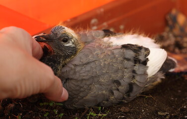 Persons hand touching young pigeon bird