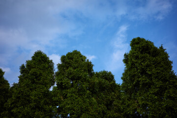 evergreen trees and blue sky