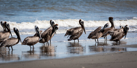 pelicans on the beach