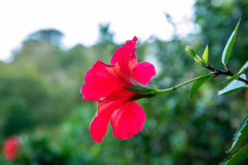 Red Hibiscus rosa-sinensis flower