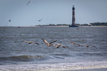 seagulls on the beach