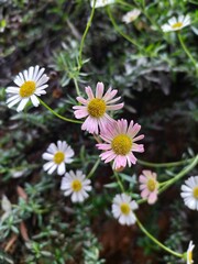 flowers in the garden