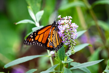 butterfly on flower