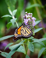 butterfly on flower