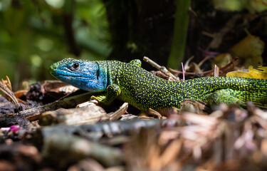 Close-up of a male green lizard (Lacerta bilineata or Lacerta vivipara, Smaragdeidechse) sitting on purple catnip flowers. Blurred background.
