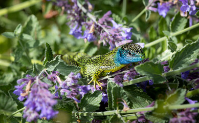 Close-up of a male green lizard (Lacerta bilineata or Lacerta vivipara, Smaragdeidechse) sitting on purple catnip flowers. Blurred background.

