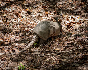 Armadillo