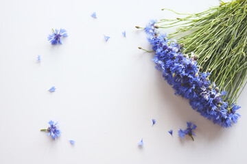 Cornflower flowers bouquet isolated on white background