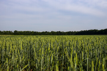 Summer landscape with sky and green herb