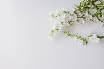 White Eucharis Grandiflora Flower isolated on white background