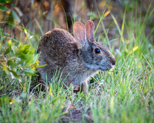 rabbit in the grass