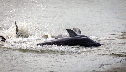 Fototapeta premium Dolphins Strand Feeding