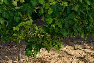 Vineyard and bunches of small grapes starting to grow before summer