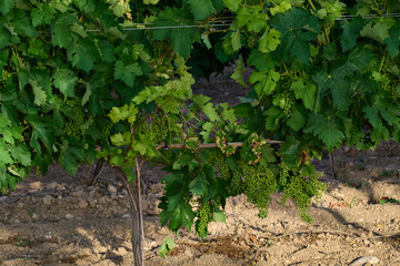 Vineyard and bunches of small grapes starting to grow before summer