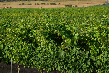 Fototapeta na wymiar Vineyard with small bunches of grapes on the borders of Navarre and La Rioja