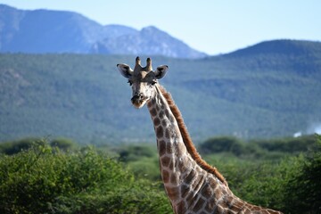 Giraffe 2
