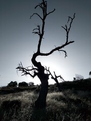 The sunset behind the silhouete of a dead tree