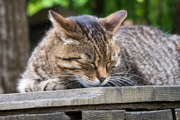Getigerte Katze schläft auf einer Holzbank