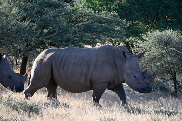 Nashorn 2