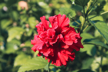 Fototapeta premium red rose bush