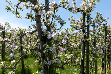 organic food and summertime, blossom of an apple tree on a sunny day