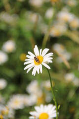 macro bee on a chamomile flower