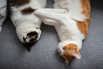two domestic white cats lying together o a gray sofa. close up © magui RF