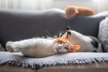brown and white cat with yellow eyes lying on a gray sofa. close up