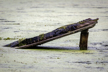 Alligator