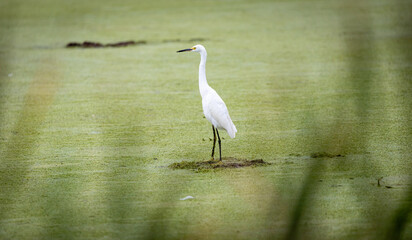 Egret