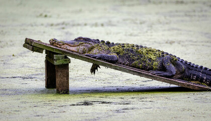 alligator in the everglades