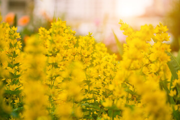yellow garden flowers at summer sunset after rain