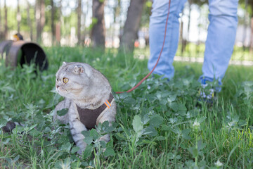 A man walks his pet cat on a leash in the park. Transportation and walking of pets