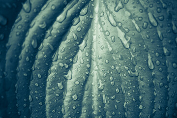 closeup wet summer garden flower leaf background