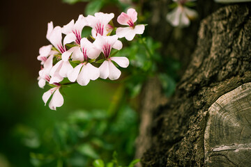 beautiful summer flowers at tree background
