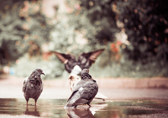 city doves in a puddle after the rain