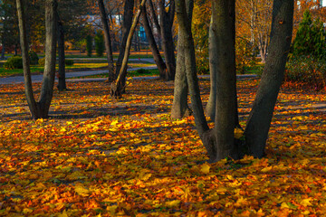 Autumn leaves in the park . City park in the fall season 