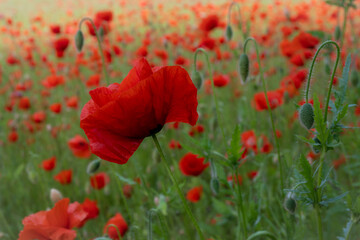 poppy flowers in field