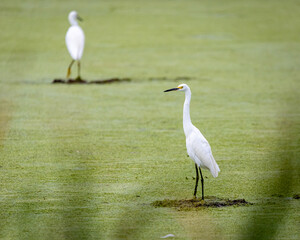 snowy egret in the marsh