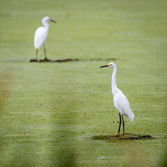 snowy egret in the marsh