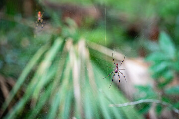 spider on a leaf