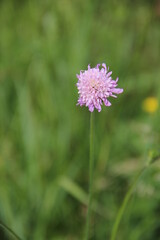nature green background and purple flower