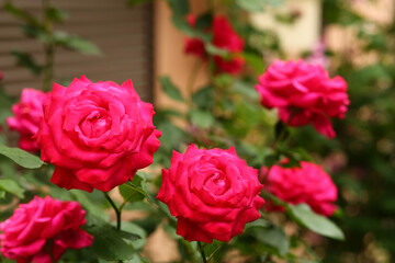 Closeup of blooming pink roses bush