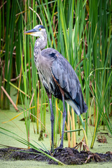 great blue heron